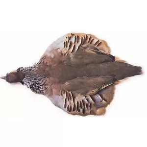 French Partridge Full Skin