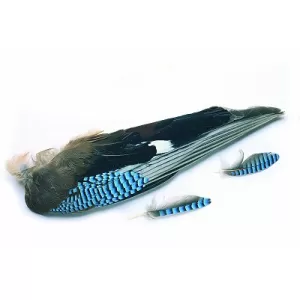 Blue Jay Wings