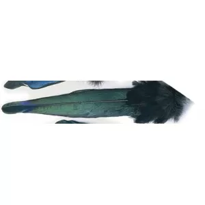 Magpie Tail