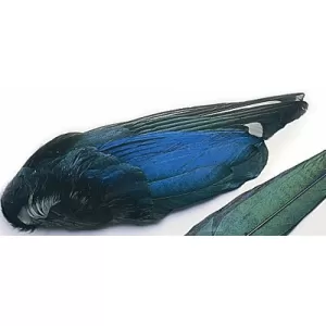 Magpie Wings