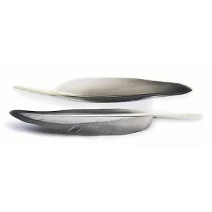 Mallard Duck Wing Quills Grey