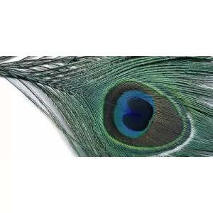 Peacock Eye Top