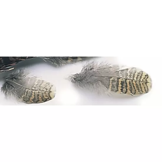 Woodcock Body Plumage