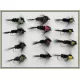 12 Longshank Montana, Yellow, Green, Pink