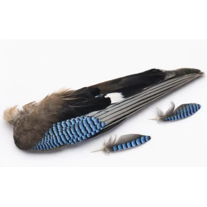 Blue Jay Wings