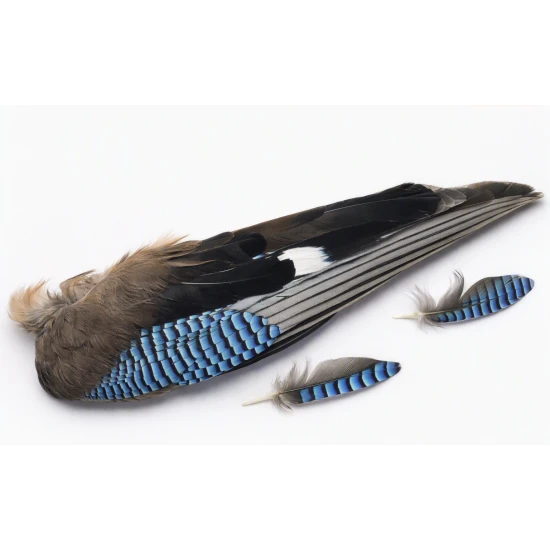 Blue Jay Wings