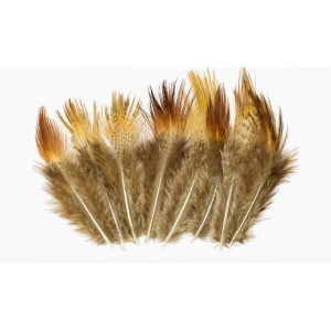 Cock Pheasant Long Brown Rump