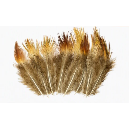 Cock Pheasant Long Brown Rump