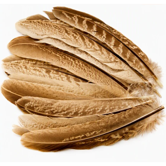 Cock Pheasant Wing Quills
