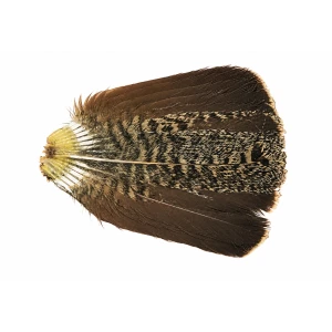 English Partridge Complete Tails