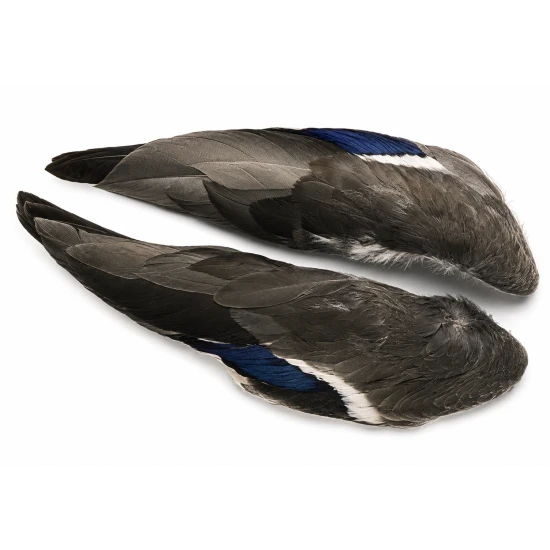 Mallard Duck Whole Wings