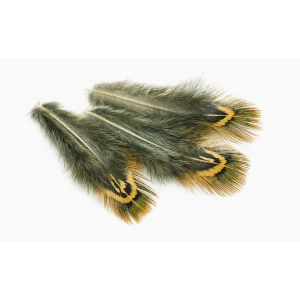 Cock Pheasant Green Back Hackles