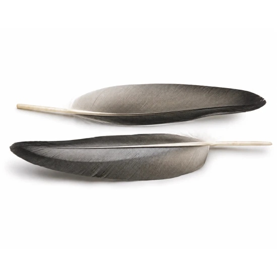 Mallard Duck Wing Quills Grey