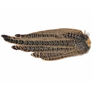 Hen Pheasant Complete tail