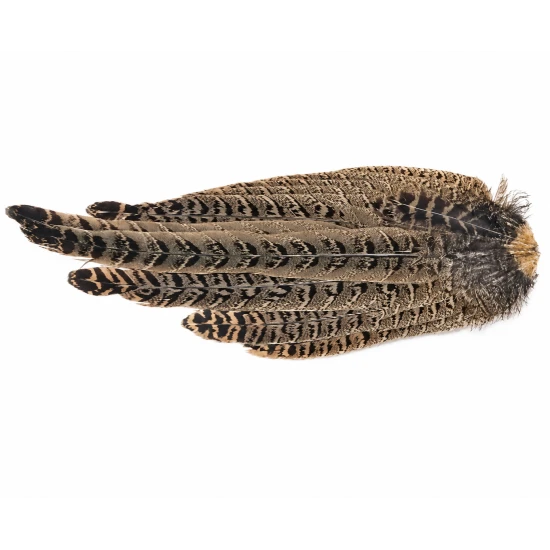 Hen Pheasant Complete tail