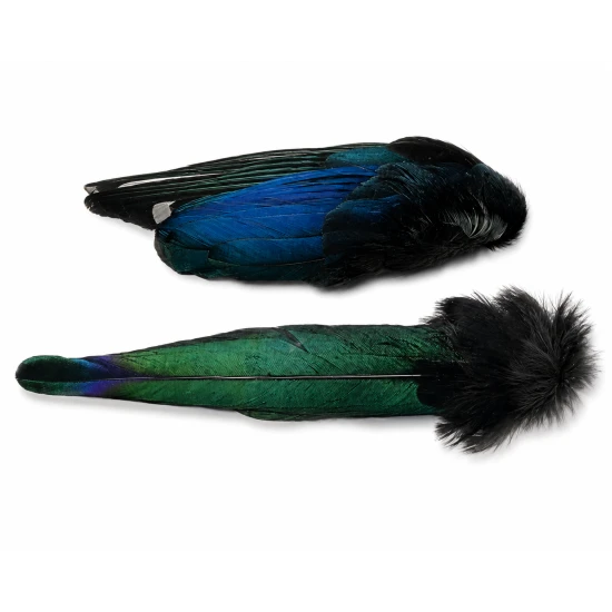 Magpie Wings