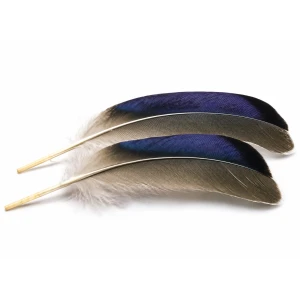 Mallard Wing Quills Butcher Blues 