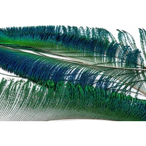 Peacock Swords