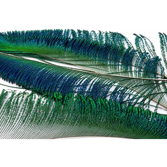 Peacock Swords