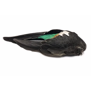Teal Duck Wings