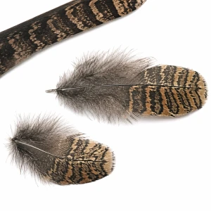 Woodcock Body Plumage