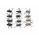 12 Mixed Gum Beetle