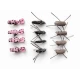 12 Beetles, Peacock,Pink Lady, Brown Gum