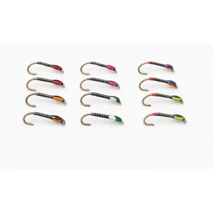 12 Quill Buzzers - Full Colour Range