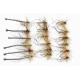 18 Daddy Long Legs, Detached and Standard