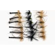 18 Daddy Longlegs - Black, Black Body and Detached