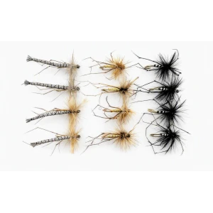 12 Mixed Daddys, Detached, Black & Standard