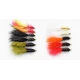 12 Goldhead Dancer, Mixed Colours