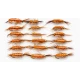 18 Standard Shrimp Trout Flies - Goldhead & Unweighted